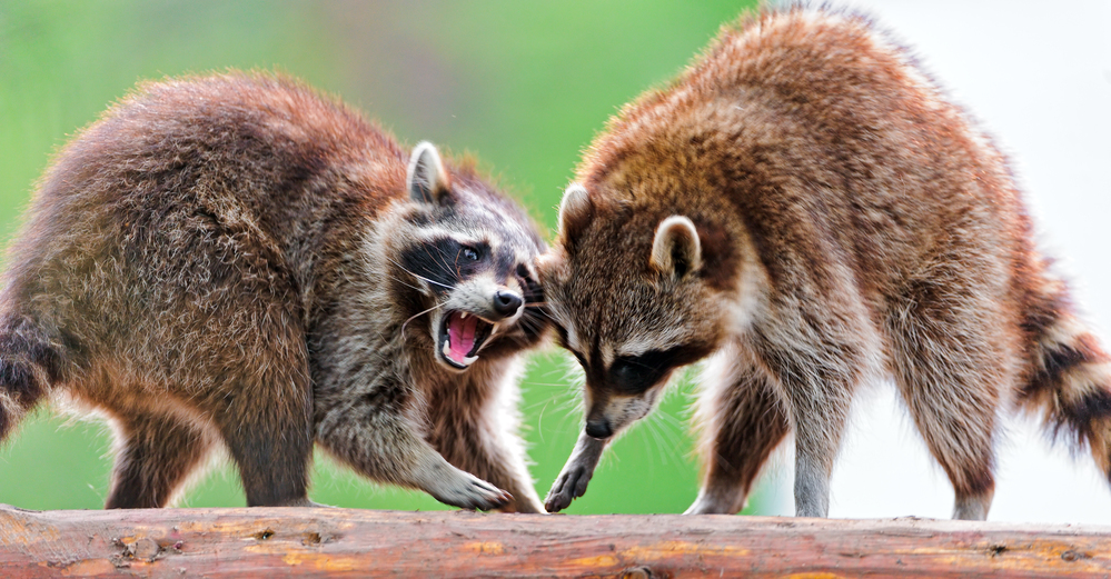 Nourrir les ratons laveurs : une fausse bonne idée !