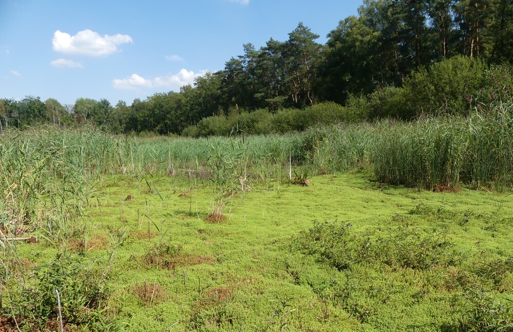 Vorsicht vor invasiven Wasserpflanzen!