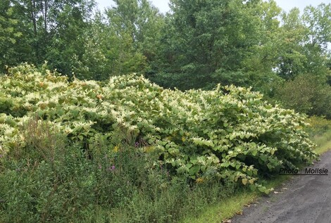 Ill. Pourquoi ne faut-il pas se débarrasser dans la nature des déchets verts provenant de l’entretien de nos jardins ? 