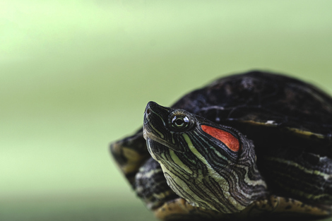 Ill. Bien se renseigner avant d'acheter un animal exotique : un engagement pour le bien-être animal