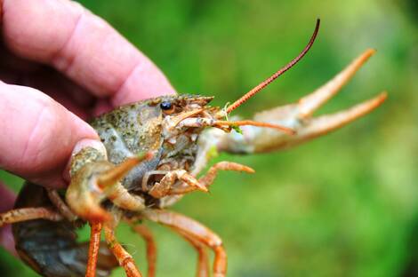 Ill. Bewahrung des Gleichgewichts in Gewässern: Warum sollte man keine exotischen Tiere von einem Gewässer in ein anderes umsiedeln?