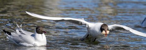 Ill. Nourrir les oiseaux des étangs : une autre mauvaise idée !